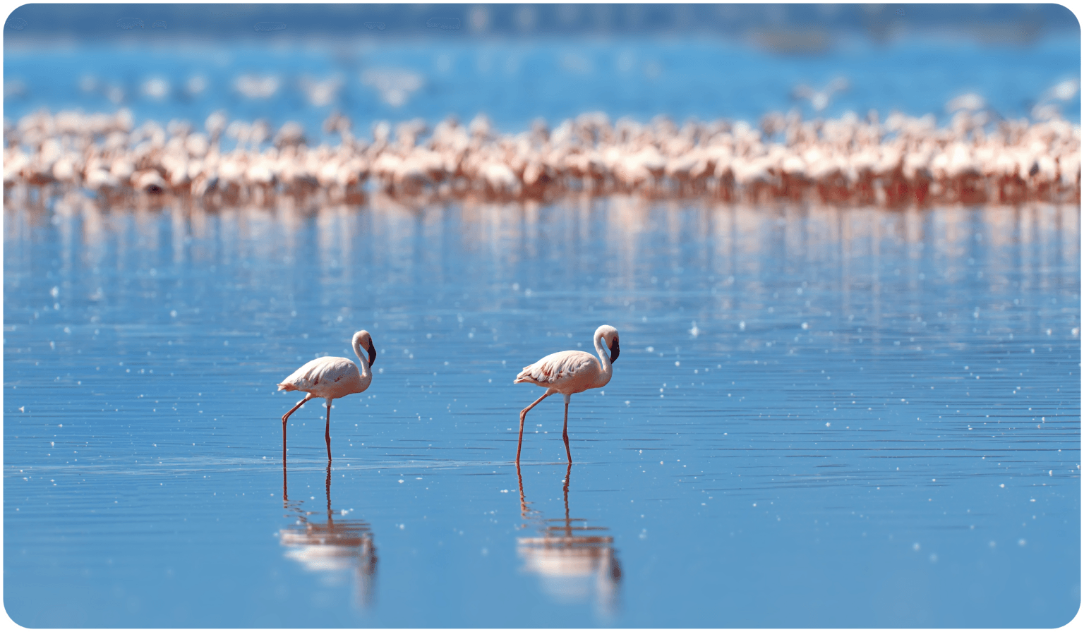 Lake Nakuru
