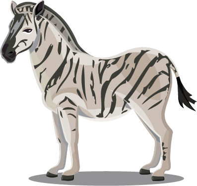 Zebra